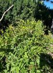Plant name: Clematis Clematis spp. 